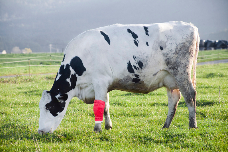 Animal de compagnie cheval chien chat vétérinaire blessure bandage cohésif élastique ruban auto-adhésif