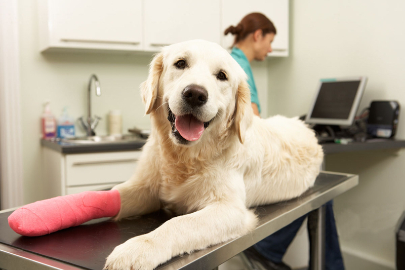 Animal de compagnie cheval chien chat vétérinaire blessure bandage cohésif élastique ruban auto-adhésif